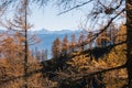 Horizontal shot of a mountain forest with yellow-leafed trees during a sunny day