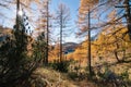 Horizontal shot of a mountain forest with yellow-leafed trees during a sunny day