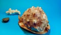 Horizontal shot of a nutmeg seashell with a few small seashells on a blue surface Royalty Free Stock Photo
