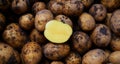 Pile of dirty raw unpeeled potatoes . Unadorned potato background. The cut half of one potato on top. Royalty Free Stock Photo