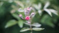 Horizontal shot of a pink rose bud about to bloom on a background of the stem with other flowers Royalty Free Stock Photo