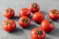 Horizontal shot of ripe fresh vegetables harvested on garden. Red tomatoes with water drops on grey background. Macro shot Royalty Free Stock Photo