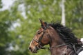 Horizontal shot of a show jumping horse during competition riding between obstacles Royalty Free Stock Photo