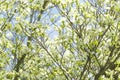 Soft Overlapping of Early Morning Dogwood Blossoms Royalty Free Stock Photo