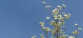 Springtime Dogwood Blossoms Against Blue Sky With Copy Space Royalty Free Stock Photo