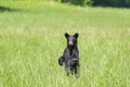 Standing Black Bear Looking At Camera With Copy Space