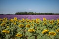 Horizontal shot of sunflower and English lavender field with the background of breathtaking sky Royalty Free Stock Photo