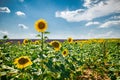 Horizontal shot of sunflower and English lavender field with the background of breathtaking sky Royalty Free Stock Photo