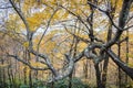 Horizontal shot of torturous trees and branches in fall colors on an autumn afternoon Royalty Free Stock Photo