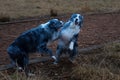 Horizontal shot of two Australian shepherds playing together in a brown field and dry grass Royalty Free Stock Photo