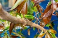 Horizontal shot of two broad-winged katydids on the tree branch Royalty Free Stock Photo