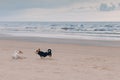 Horizontal shot of two dogs meet on beach, pose against sea and sky background, enjoy walk, run on sand. Animals concept Royalty Free Stock Photo