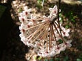 Horizontal shot of white hoya flowers  on a blurred soil background Royalty Free Stock Photo