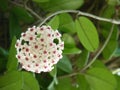 Horizontal shot of white hoya flowers  on a greenery background Royalty Free Stock Photo