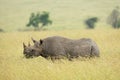 One adult black rhino browsing standing in tall grass in Masai Mara Royalty Free Stock Photo