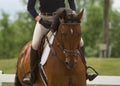 Beautiful Bay Horse with Rider Royalty Free Stock Photo