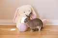 Horizontal side view photo of Flemish Giant rabbit in front of a giant white stuffed rabbit toy