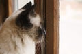 Side view of gorgeous siamese cat peering outside a wooden window.