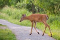 Horizontal side view of young female white-tailed deer crossing park alley
