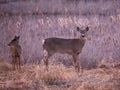 Horizontal side view of young female white-tailed deer and her young standing in field