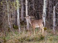 Horizontal side view of young white-tailed deer standing immobile in wooded area