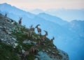 Alpine goats ibex in their natural habitat, high in the rocky mountains Royalty Free Stock Photo