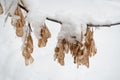 Horizontal snow-covered ash tree branch with hanging seeds-lionfishes. Royalty Free Stock Photo