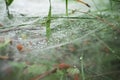 Horizontal spider web between green blades of grass covered with water drops after the rain with bokeh effect Royalty Free Stock Photo