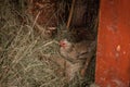 This horizontal stock image has chicken on her nest of straw, with barn boards in the background Royalty Free Stock Photo