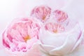 Horizontal sweet pink roses soft focus for wedding card for Valentine`s day card Royalty Free Stock Photo
