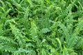 The Horizontal of Tassle Ferns Textured Background Royalty Free Stock Photo