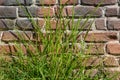 Horizontal texture of part of a brown old brick wall with green grass is on the photo