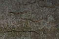 Horizontal texture of tree bark. Natural background Royalty Free Stock Photo