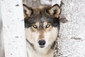 Horizontal timber wolf portrait Royalty Free Stock Photo
