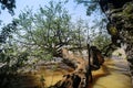 Horizontal tree in Tana lake, Ethiopia Royalty Free Stock Photo