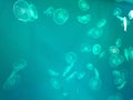 Horizontal turquoise background of many transparent little jellyfish swimming in the water