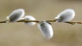 Horizontal twig of Beautiful Fluffy Catkins in Spring Royalty Free Stock Photo