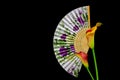 Exotic pair calla lilies with oriental paper fan background Royalty Free Stock Photo