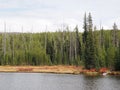 Calm Firehole River Bordered by Dense Pine Trees and Burnt Snags Royalty Free Stock Photo