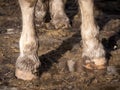 Horizontal view of barefoot piebald horse in the mud Royalty Free Stock Photo