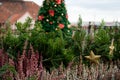 Selective focus of pine hedge ornamented with heather flowers and decorative golden stars