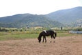 Horizontal view of a black and white colored horse on a meadow in sardinia Royalty Free Stock Photo