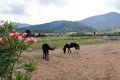 Horizontal view of a black and white colored horse on a meadow in sardinia Royalty Free Stock Photo