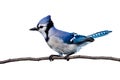 Horizontal view of bluejay perched on a branch Royalty Free Stock Photo