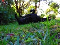 Horizontal View Of Bright Green Grass Blades. Lawn. Pitch Black Dog Lying On Her Back With Legs In The Air. Plants Surrounding