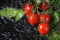 Horizontal view of cherry tomato close up under the water drops in a black background. Royalty Free Stock Photo