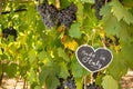 Horizontal View of Close Up of Blackboard with the sentence Made in Italy in Blurred Plantation of Black Wine Grapes at Midday in Royalty Free Stock Photo