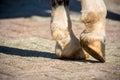 Close Up Of Clear Hooves Of A Standing Horse