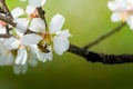 Horizontal View of Close Up of Flowered Almond Branch With a Bee