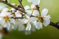 Horizontal View of Close Up of Flowered Almond Branch With a Bee